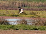 visarend met vangs 162  Onvolwasse Visarend - immature Fish Eagle with catch : frieda